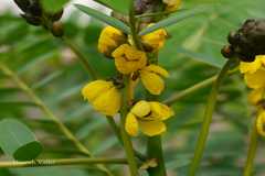 Senna didymobotrya